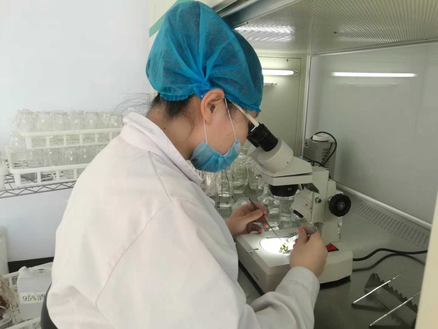 国产麻豆91免费观看苗，国产麻豆91免费观看，组织培养